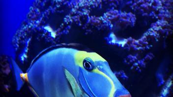 A resident of Birch Aquarium