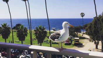 Enjoying a fine view in La Jolla
