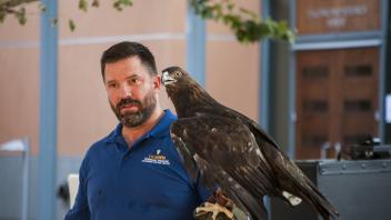 golden eagle