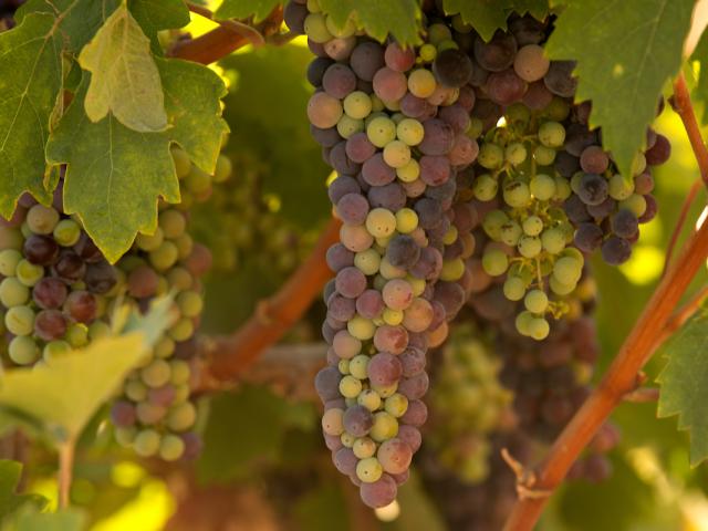 grapes