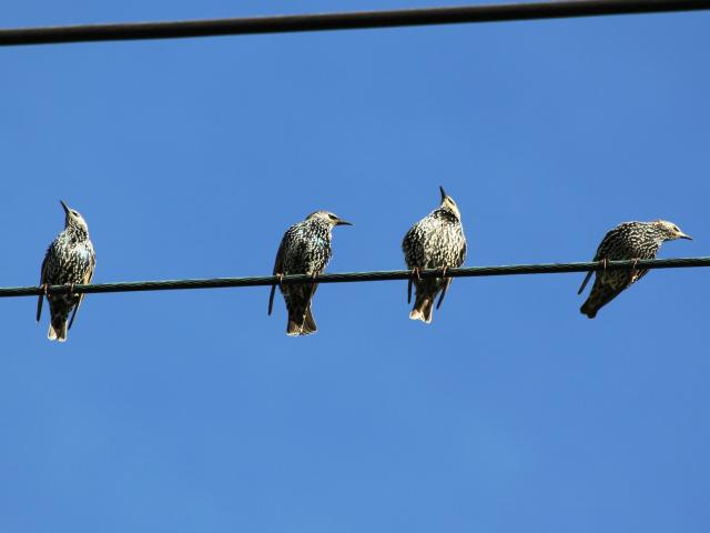 Birds on a wire
